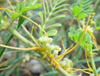 Cuscutae Seed Extract