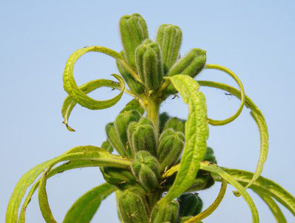 Sesame Extract