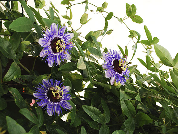 Passion Flower Extract
