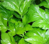 Ashitaba Extract