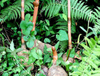 Gastrodia Rhizoma Extract