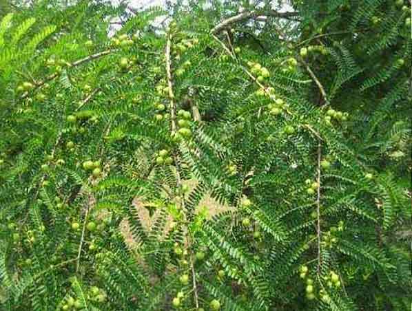 Phyllanthus Emblica Extract