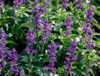 Coleus Forskohlii Extract