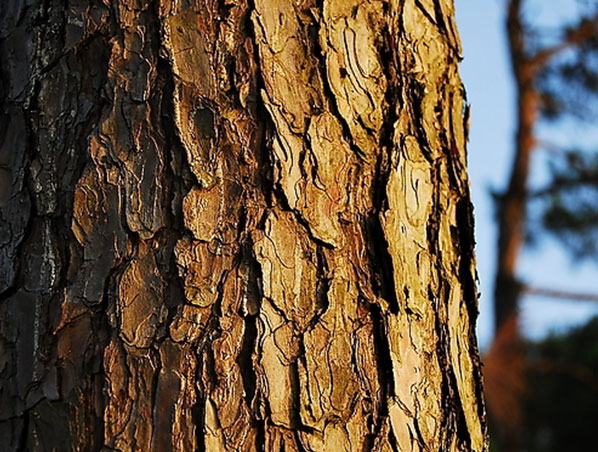 Pine Bark Extract