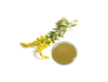 Goldenrod Extract
