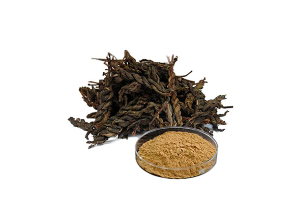 Pu Erh Tea Extract