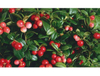 Rosehip Extract