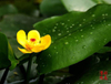 Nuphar Pumilum Root Extract