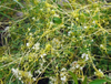 Cuscutae Seed Extract