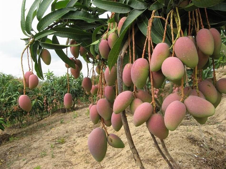 African mango seed-3