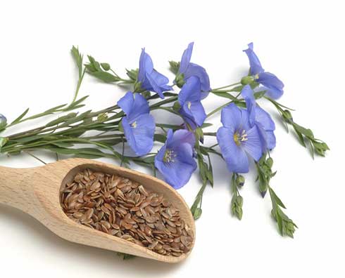 Flaxseed Extract