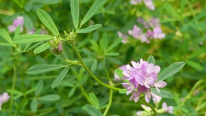 Alfalfa Extract