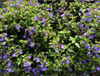 Coleus Forskohlii Extract