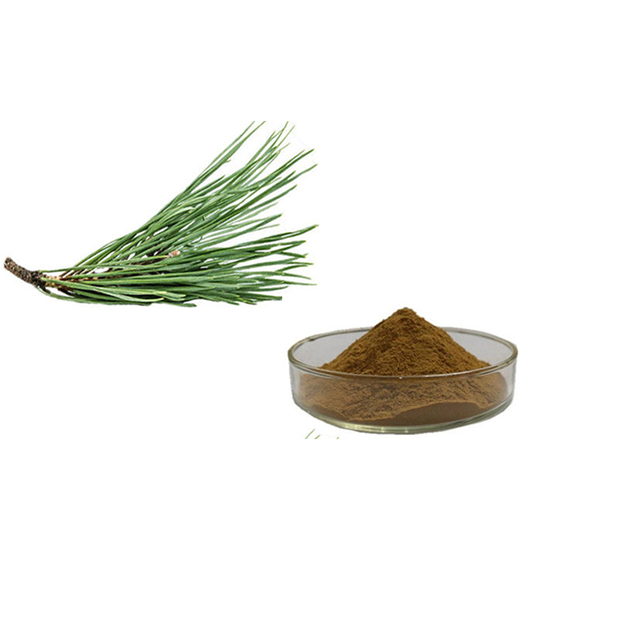 Pine Needle Extract Powder