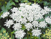 Notopterygium Root Extract