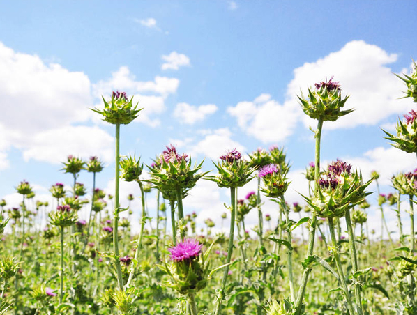Milk Thistle Extract