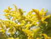 Goldenrod Extract