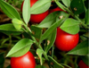 Butcher s Broom Extract