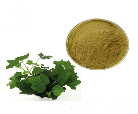 Ivy Leaf Extract 1%-10% Hederacosides /Hedera Helix Extract Hederacoside C