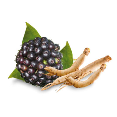 Boost Your Immunity With Premium Siberian Ginseng Extract