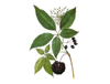 Siberian Ginseng Extract
