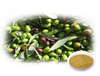 Olive Leaf Extract/Olive Extract