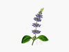 Coleus Forskohlii Extract