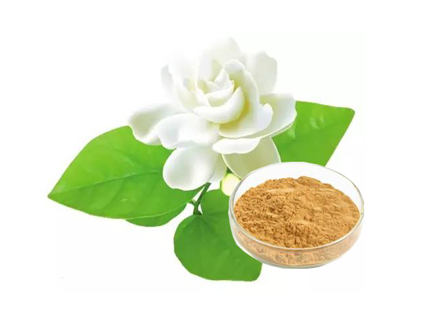 Jasmine Tea Extract