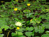 Nuphar Pumilum Root Extract
