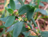 Polygonum Aviculare Extract