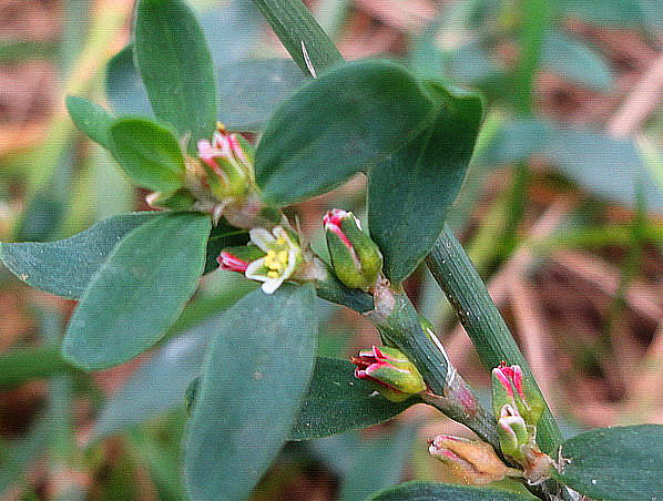 Polygonum Aviculare Extract