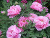 paeonia lactiflora pall Extract