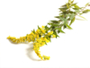 Goldenrod Extract
