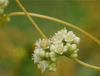 Cuscutae Seed Extract