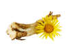 Elecampane Root Extract