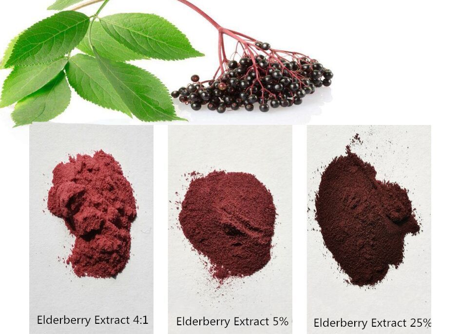Elderberry extract powder form pictures