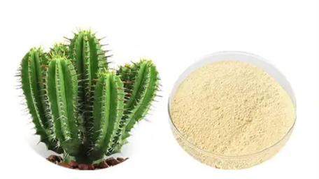 Cactus Fruit Powder/Cactus Leaf Powder