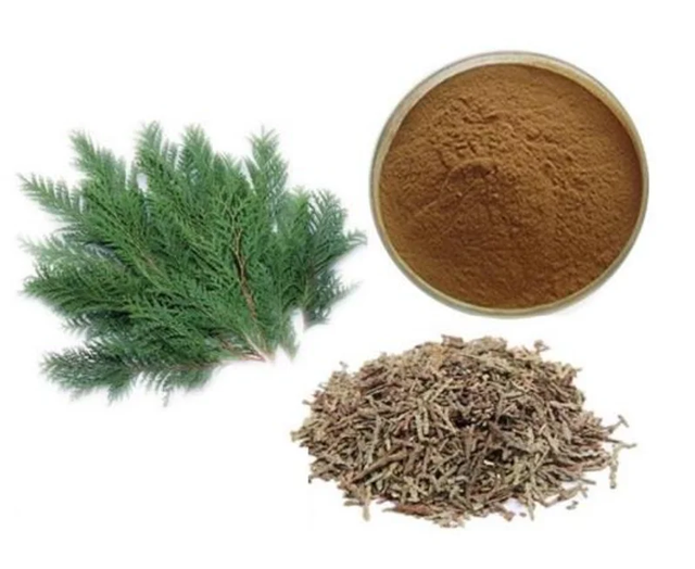 Platycladus Orientalis Leaf Extract Powder