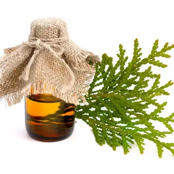 Platycladus Orientalis Leaf Extract Powder